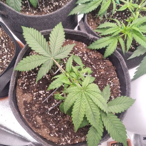 Royal Runtz growlog timeline photo