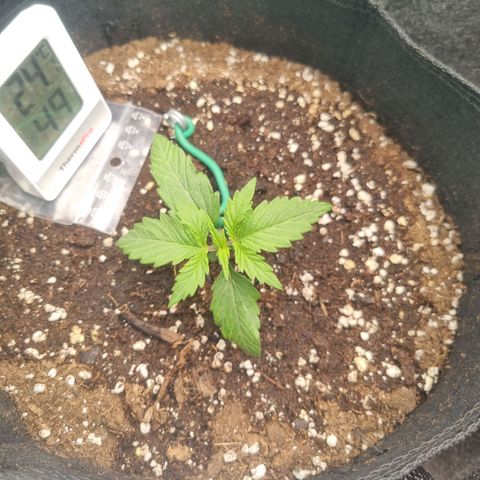 Royal Ak 47  growlog timeline photo