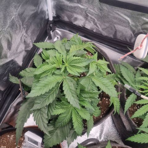 Cookies Gelato growlog timeline photo