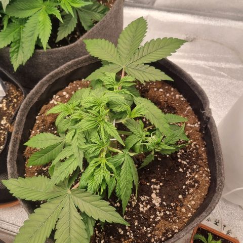 Royal Runtz growlog timeline photo