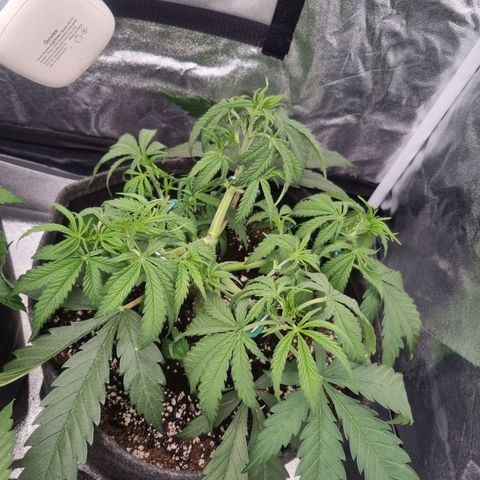 Special Queen  growlog timeline photo