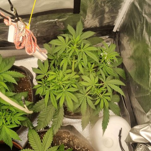 Special Queen  growlog timeline photo