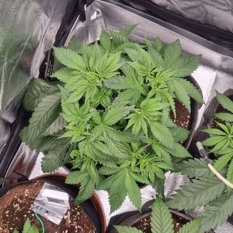 Cookies Gelato growlog timeline photo