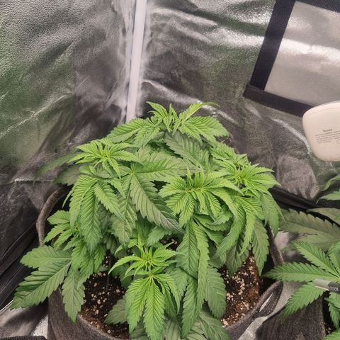 Cookies Gelato growlog timeline photo
