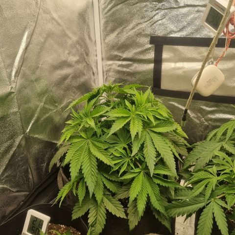 Cookies Gelato growlog timeline photo