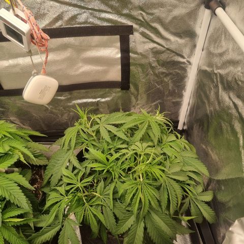 Special Queen  growlog timeline photo