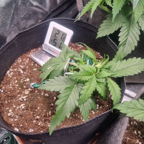 Royal Ak 47  growlog timeline photo