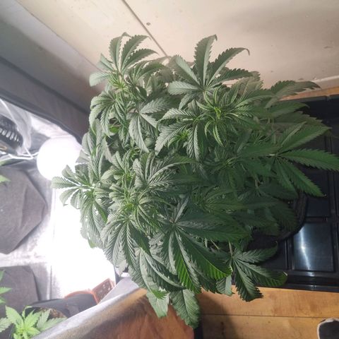 Special Queen  growlog timeline photo