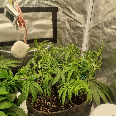 Special Queen  growlog photo: Nach dem LST müssen die Triebe erst wieder Richtung Licht wachsen
