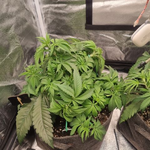 Cookies Gelato growlog timeline photo
