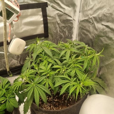 Special Queen  growlog timeline photo