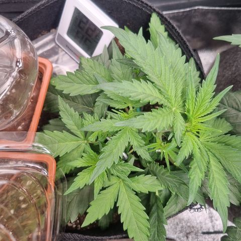 Royal Ak 47  growlog photo: Vor dem entlauben 