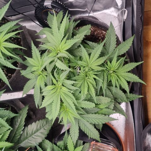 Royal Runtz growlog timeline photo