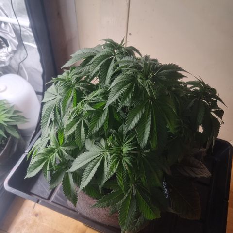Cookies Gelato growlog timeline photo
