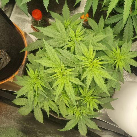 Royal Runtz growlog timeline photo