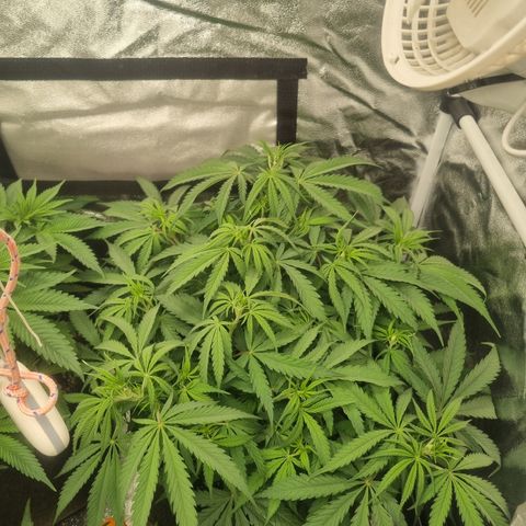 Special Queen  growlog timeline photo
