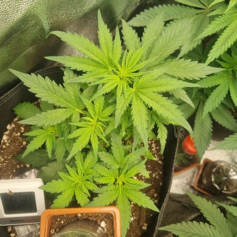 Royal Ak 47  growlog timeline photo