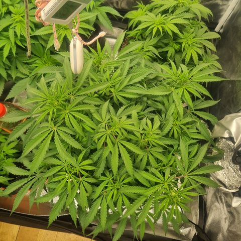 Special Queen  growlog timeline photo