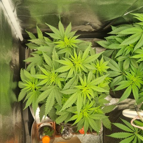 Royal Runtz growlog timeline photo