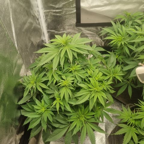 Cookies Gelato growlog timeline photo