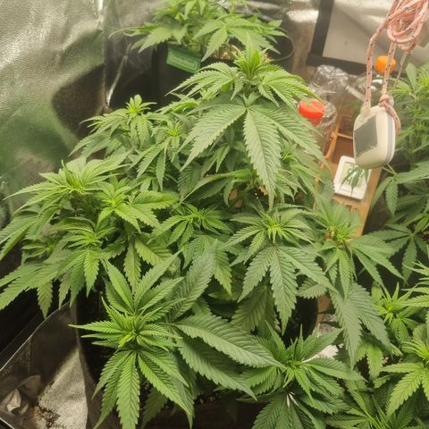 Cookies Gelato growlog timeline photo