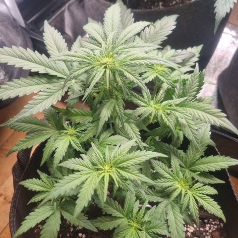 Royal Ak 47  growlog timeline photo