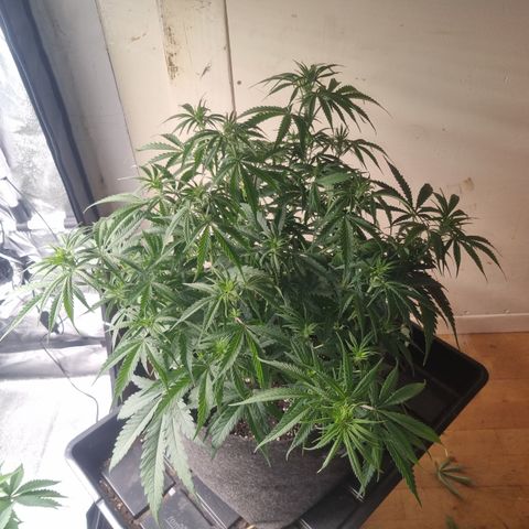 Special Queen  growlog timeline photo
