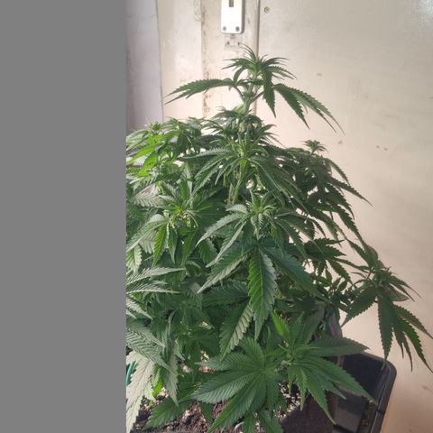 Cookies Gelato growlog timeline photo
