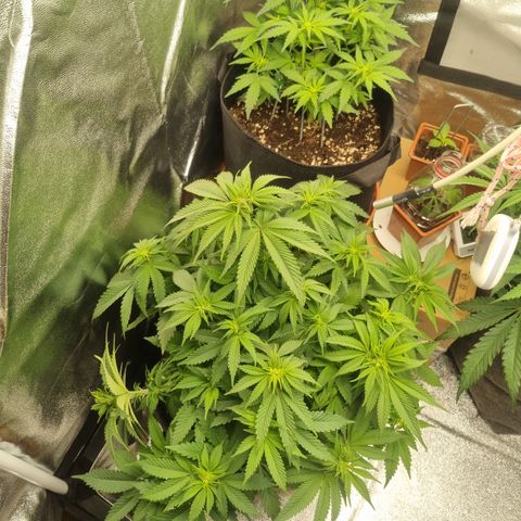 Cookies Gelato growlog timeline photo