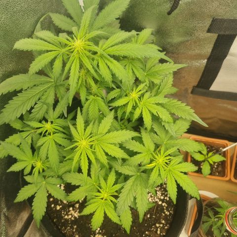Royal Ak 47  growlog timeline photo