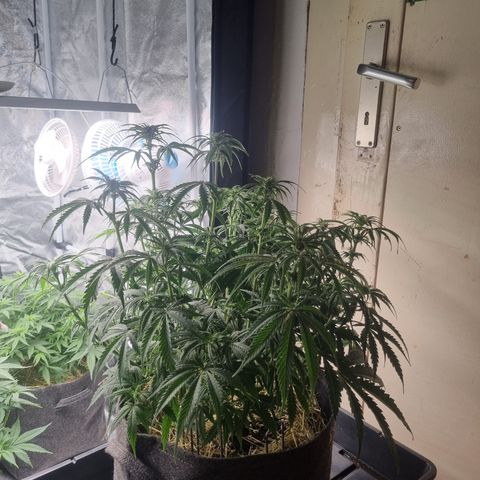Special Queen  growlog timeline photo