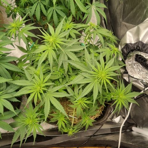 Royal Runtz growlog timeline photo