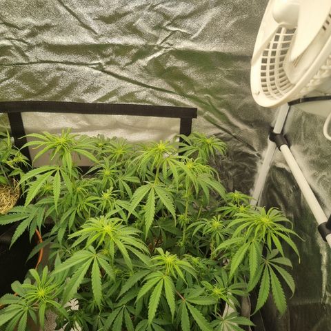 Special Queen  growlog timeline photo