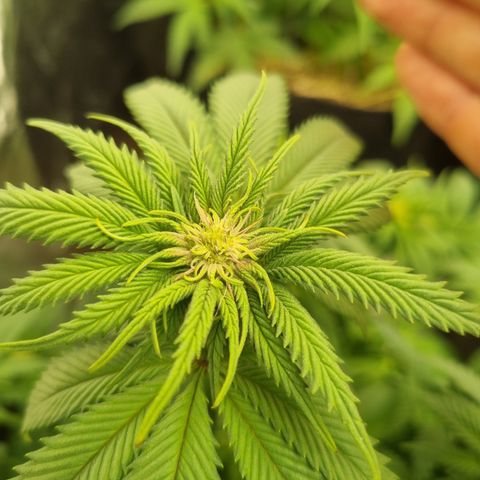 Cookies Gelato growlog timeline photo