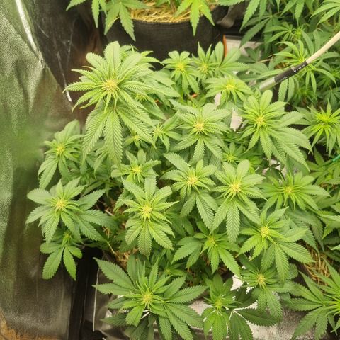 Cookies Gelato growlog timeline photo