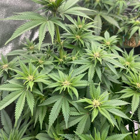 Cookies Gelato growlog timeline photo
