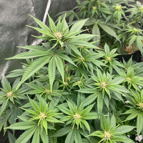 Cookies Gelato growlog timeline photo