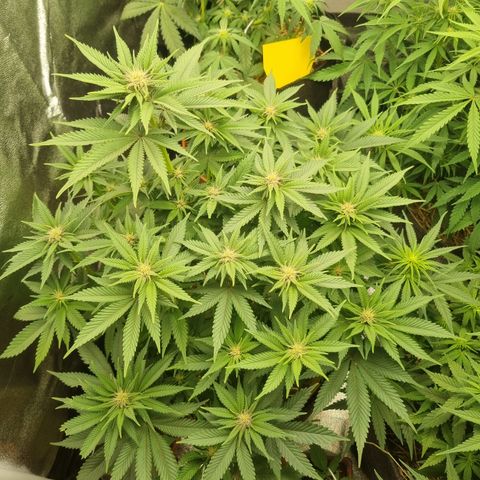 Cookies Gelato growlog timeline photo