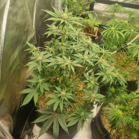 Cookies Gelato growlog timeline photo
