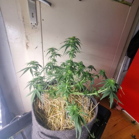 Royal Runtz growlog timeline photo