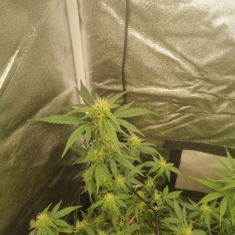 Royal Ak 47  growlog timeline photo