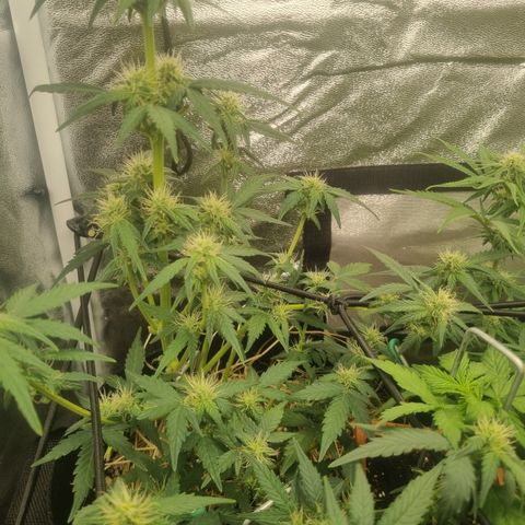 Royal Ak 47  growlog timeline photo