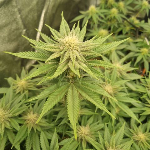 Cookies Gelato growlog timeline photo