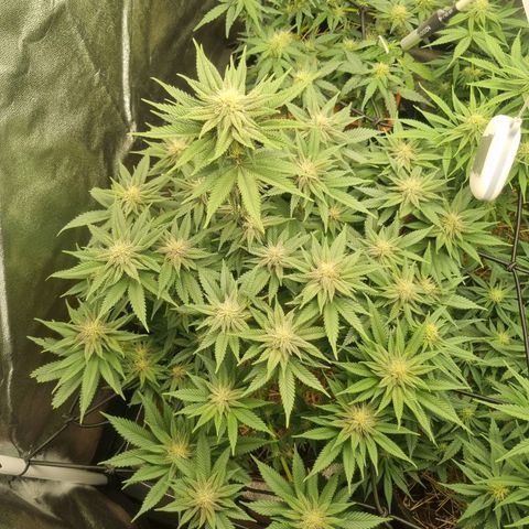 Cookies Gelato growlog timeline photo