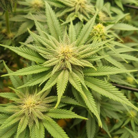 Cookies Gelato growlog timeline photo