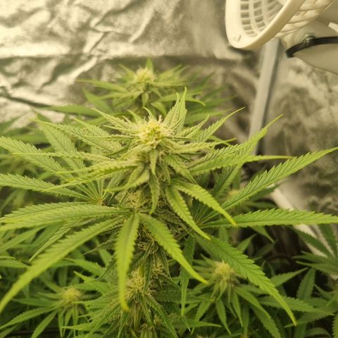 Special Queen  growlog timeline photo