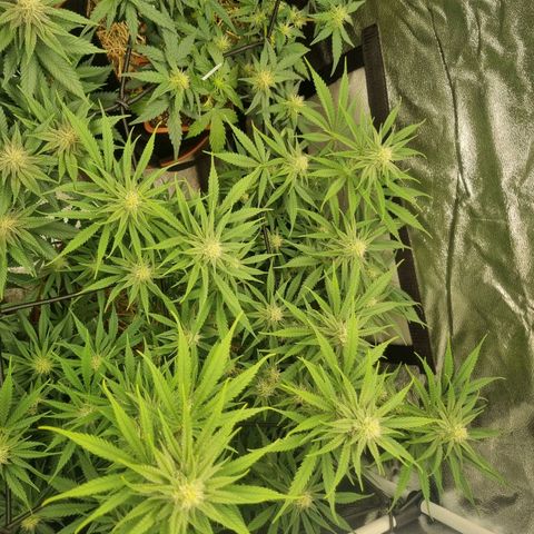 Special Queen  growlog timeline photo