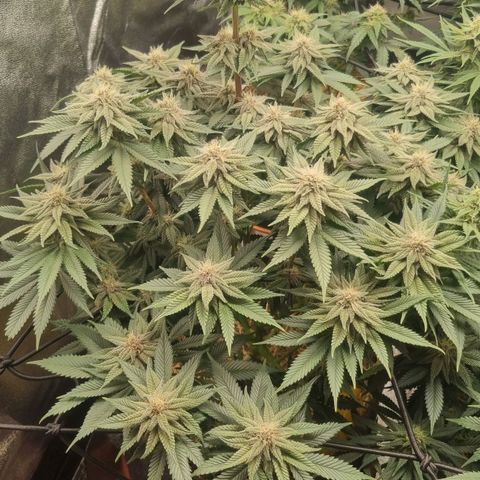 Cookies Gelato growlog timeline photo