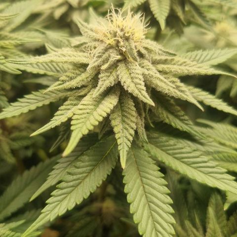 Cookies Gelato growlog timeline photo