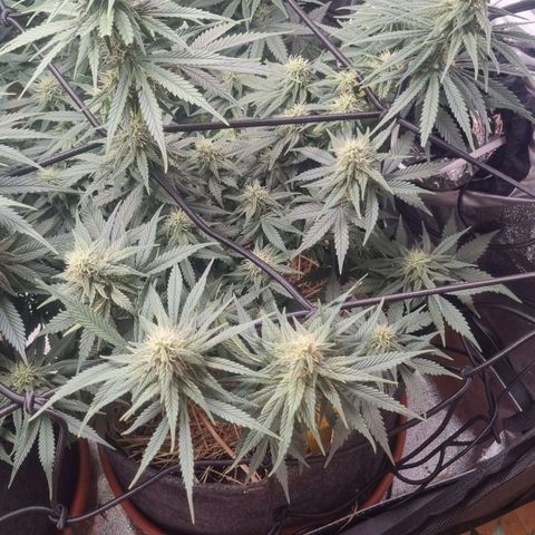 Royal Runtz growlog timeline photo